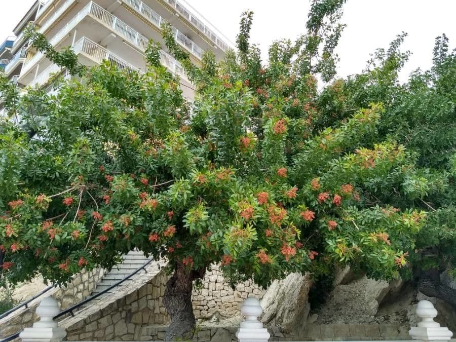 Brazilian peppertree 3