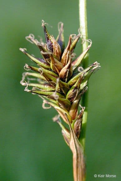 Waldmarbel