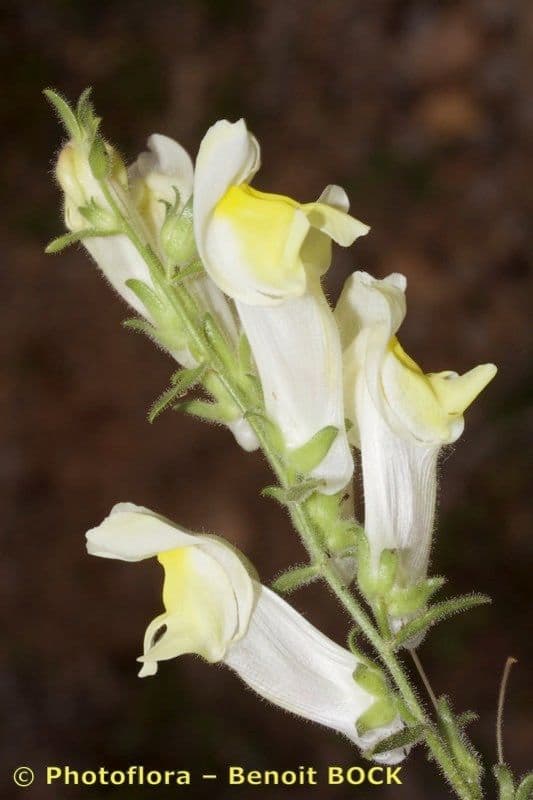 Antirrhinum 3
