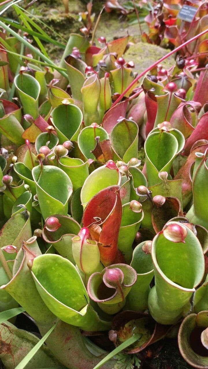 Heliamphora 3