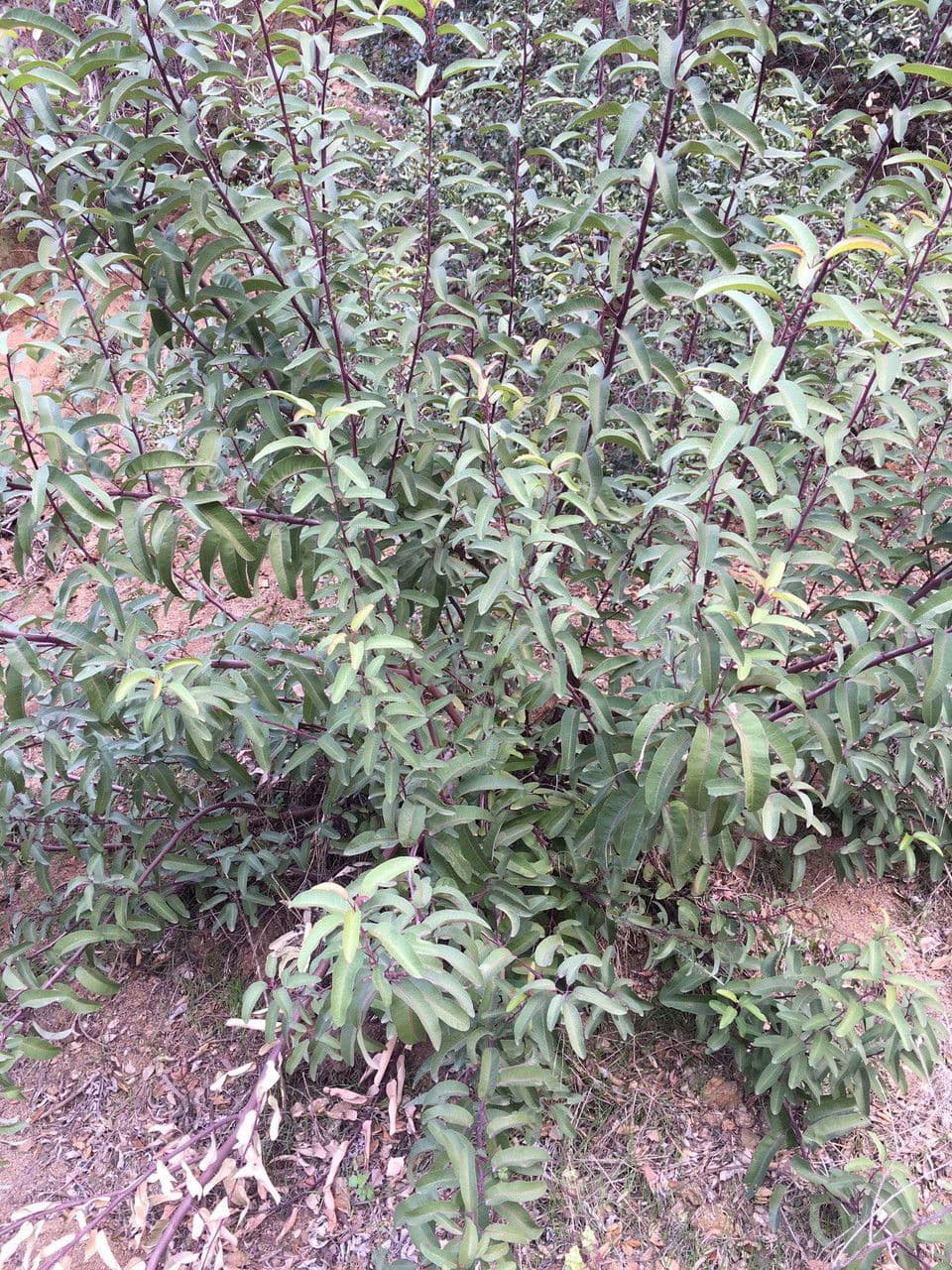Malosma 15