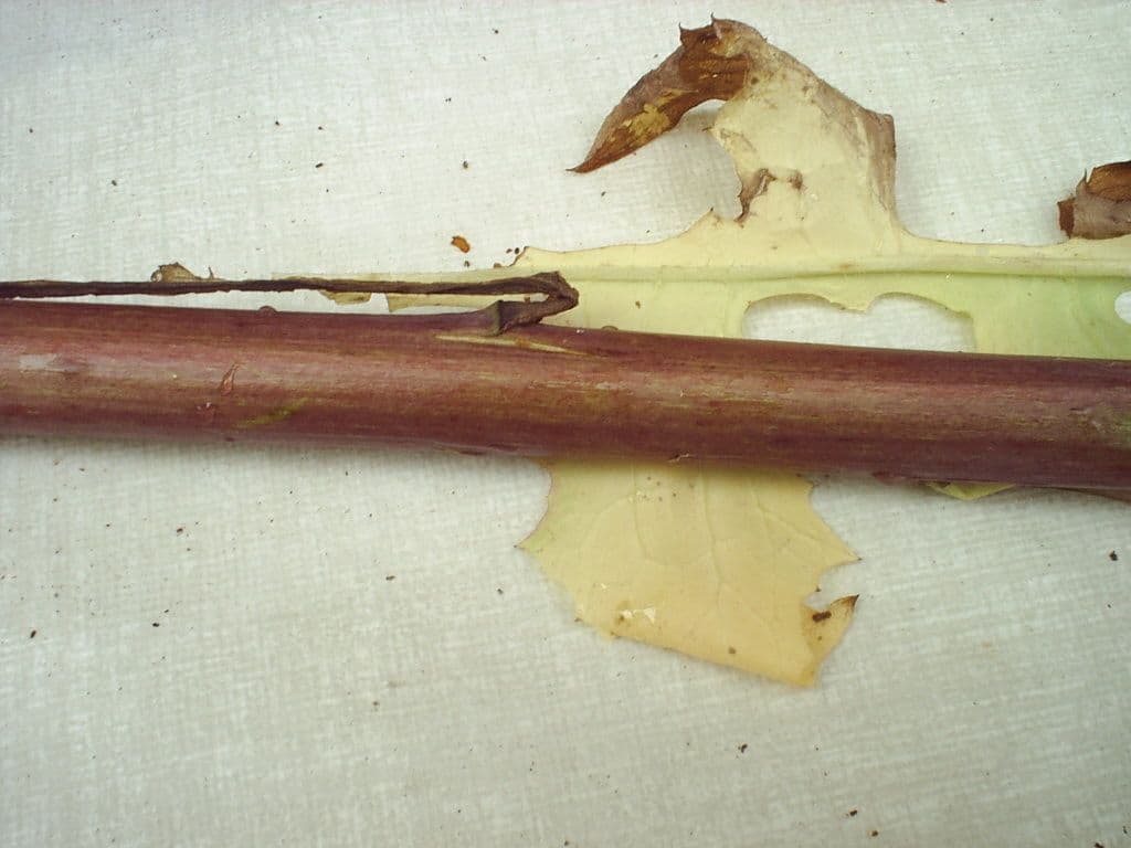 Lactuca 20