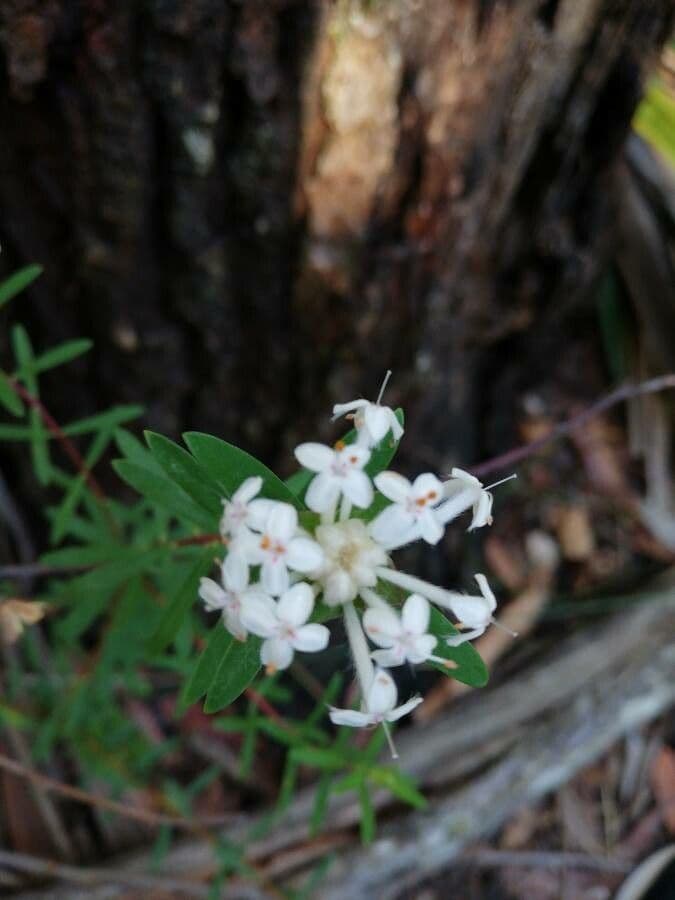 Pimelea humilis