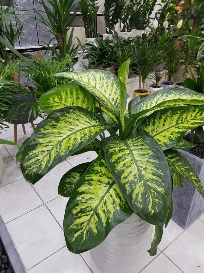 Dieffenbachia 13