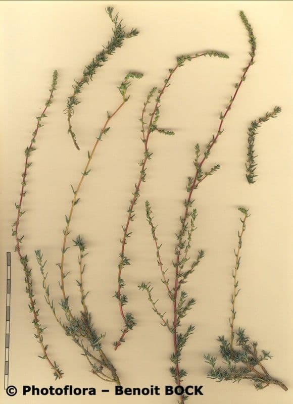 Bassia prostrata 27
