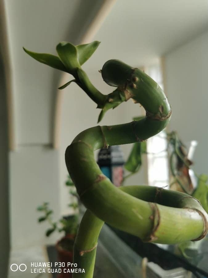 Dracena 21