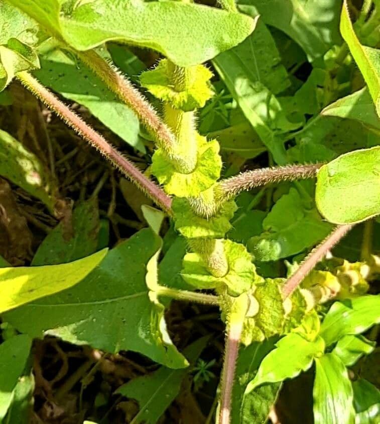 Persicaria 8