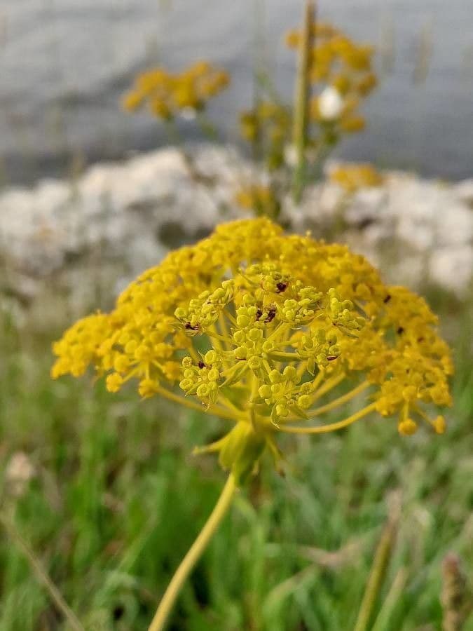Ferulago sylvatica 2