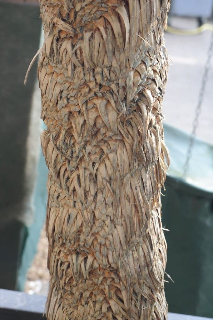Yucca rostrata 21