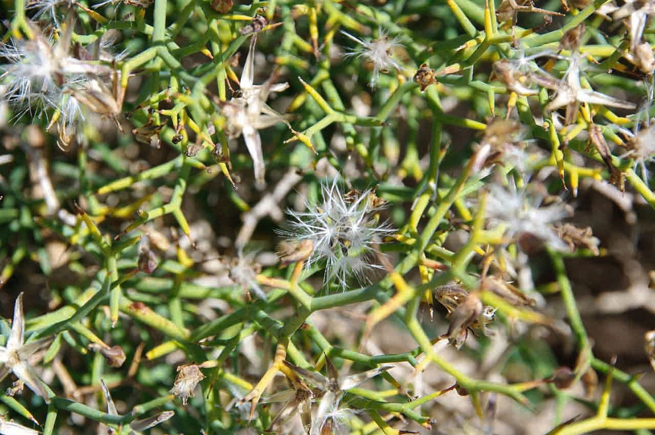Launaea arborea
