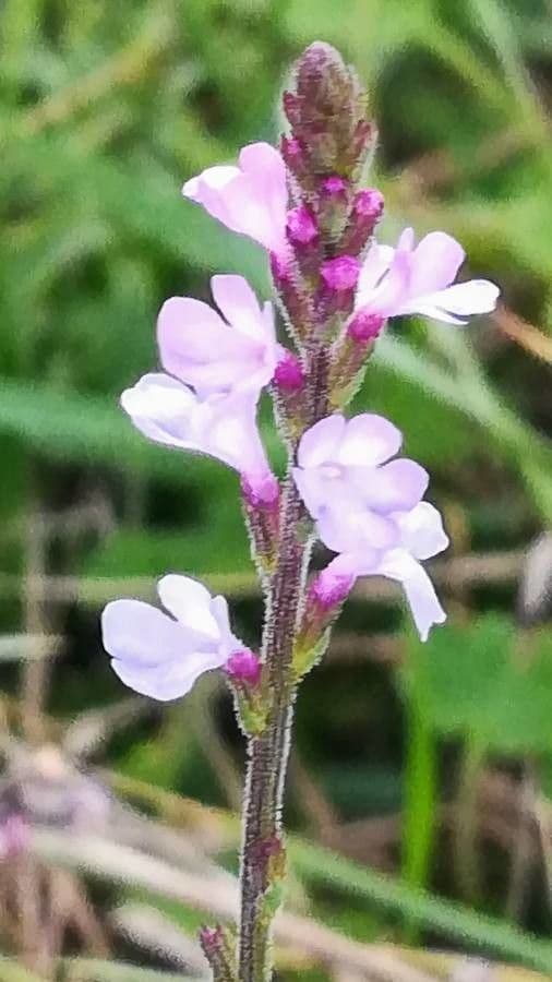 Verbena comune 8