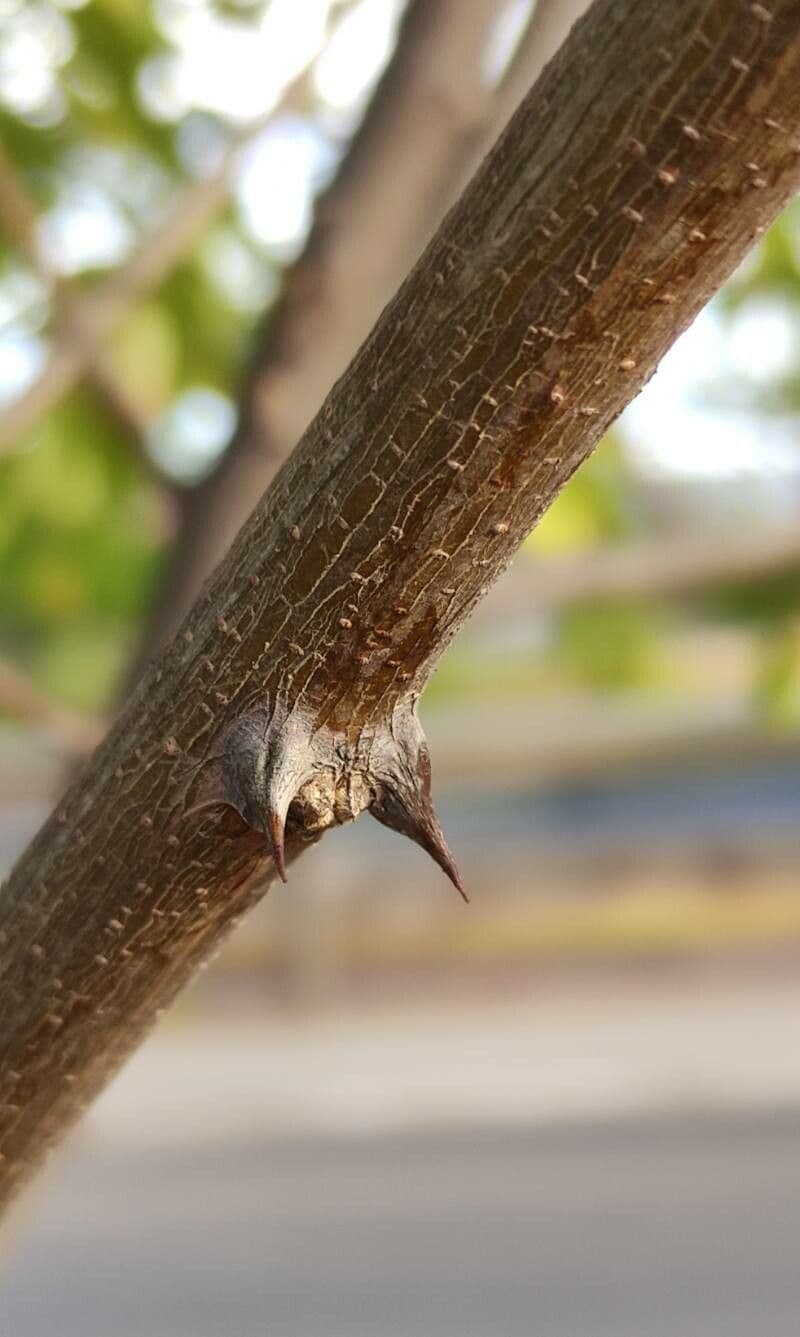 Robinia viscosa 26