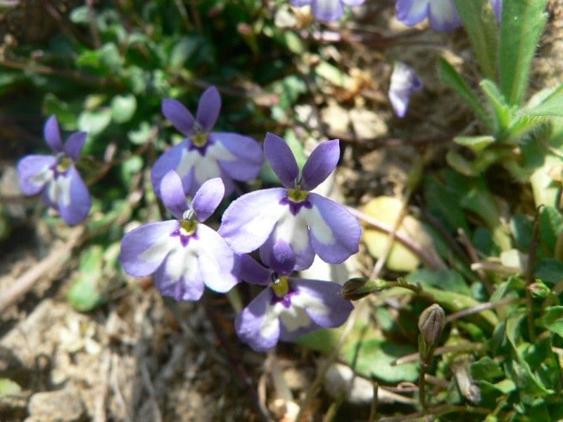 Solenopsis 4