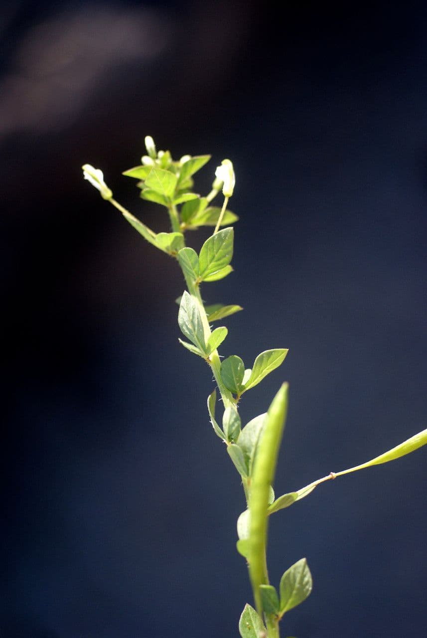 Fiore ragno spinoso 17