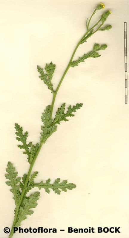 Séneçon visqueux 27