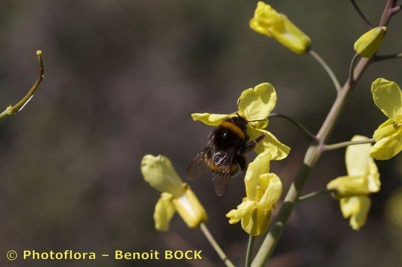 Bergkohl 24