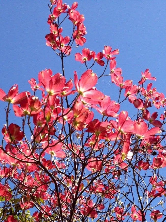 Blüten-Hartriegel 13