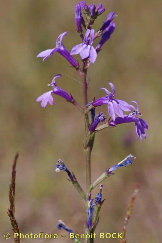 Lobelia urens 18