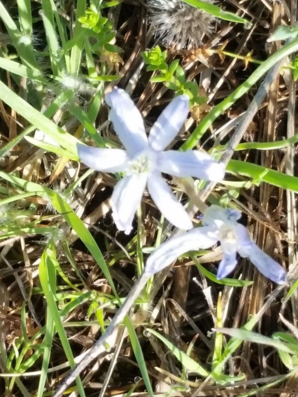 Androstephium