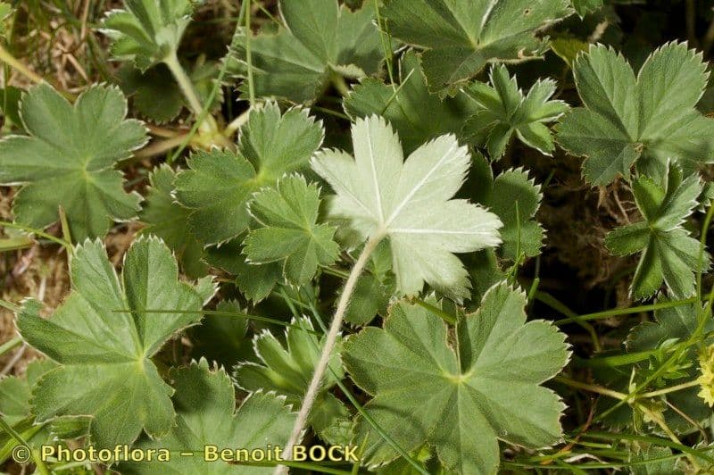 Alchemilla 16