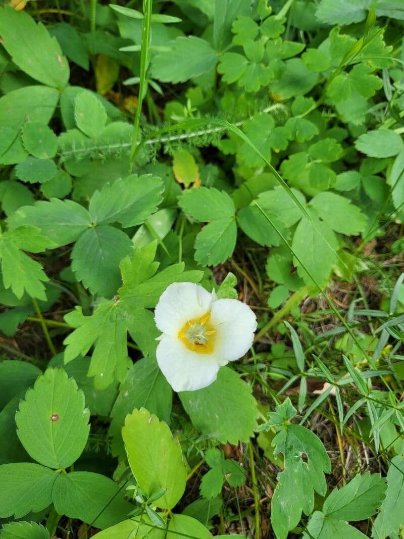 Calochortus 3