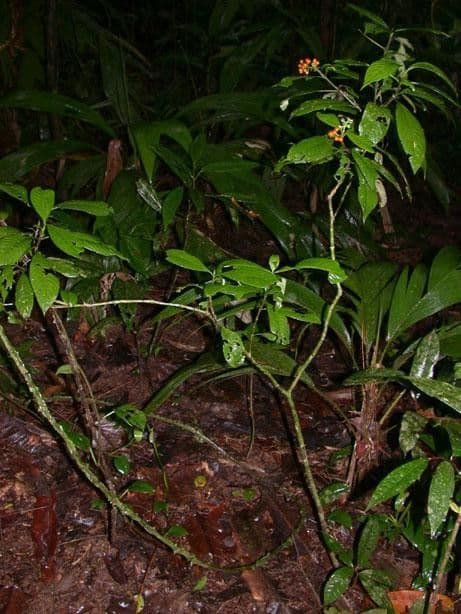 Psychotria 12
