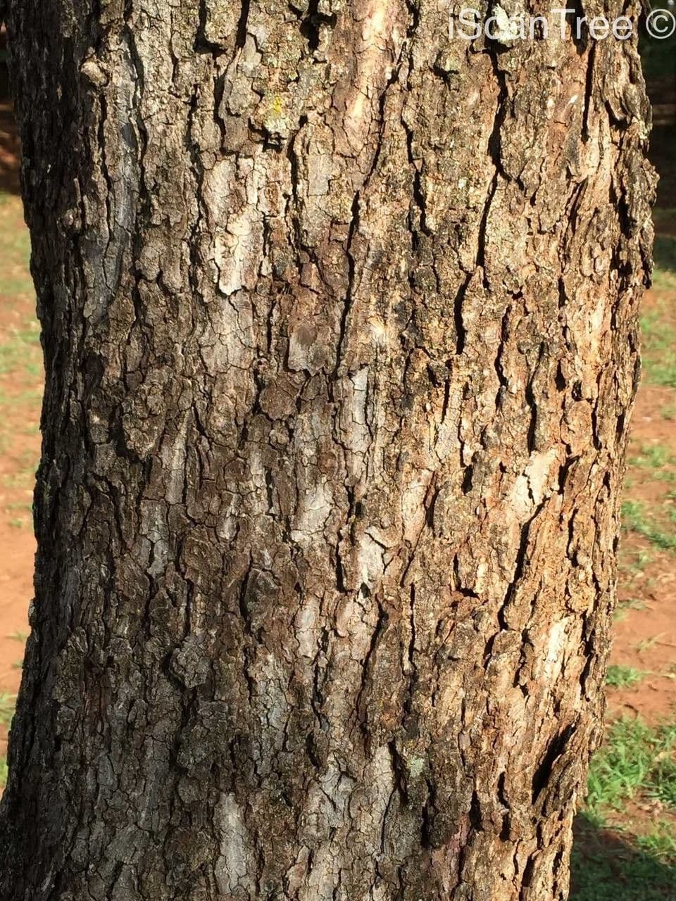 Peltophorum africano 22