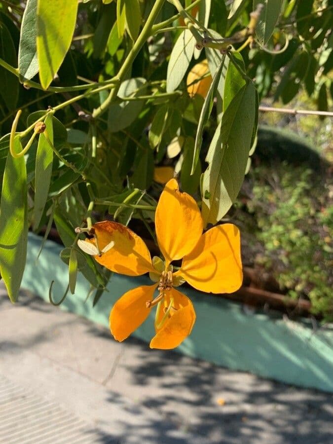 Senna 3