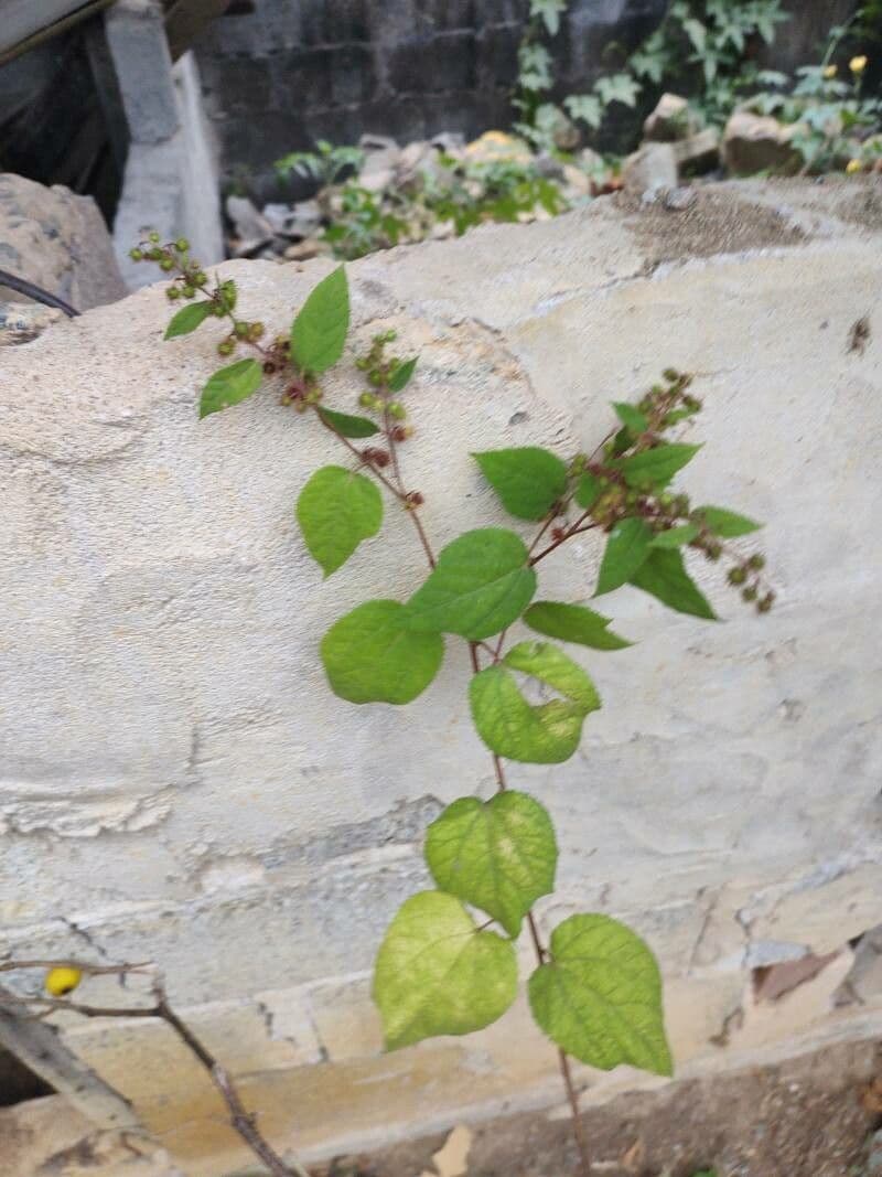 Triumfetta trilobata 19