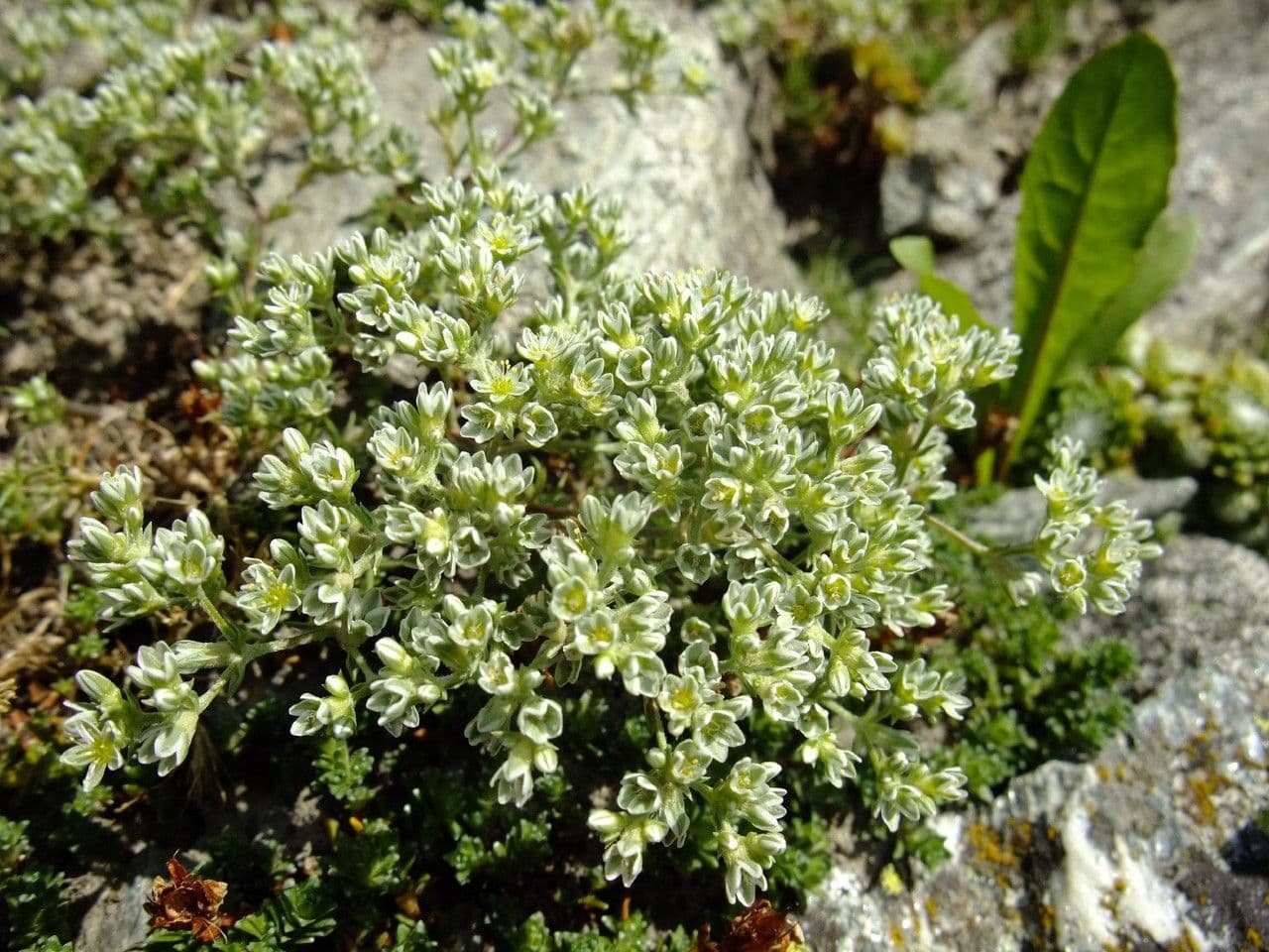 Centonchio perenne 7