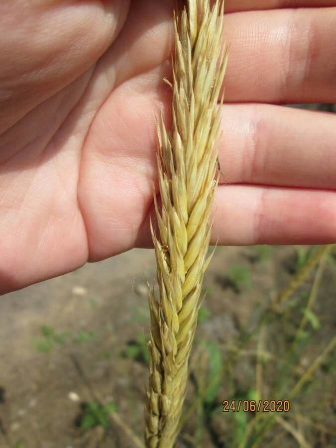 Grano monococco 2