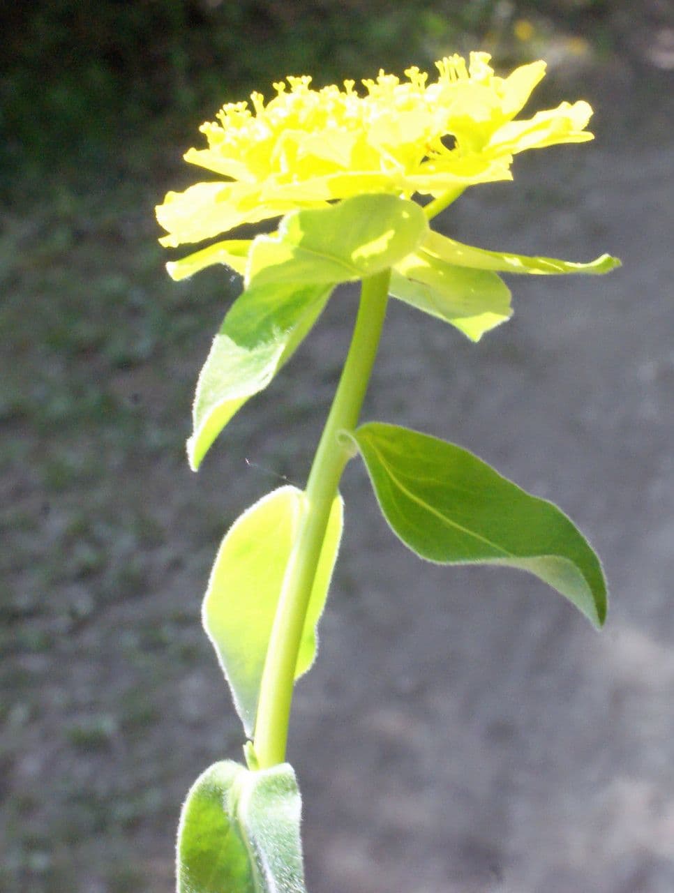 Euforbia bionda 11