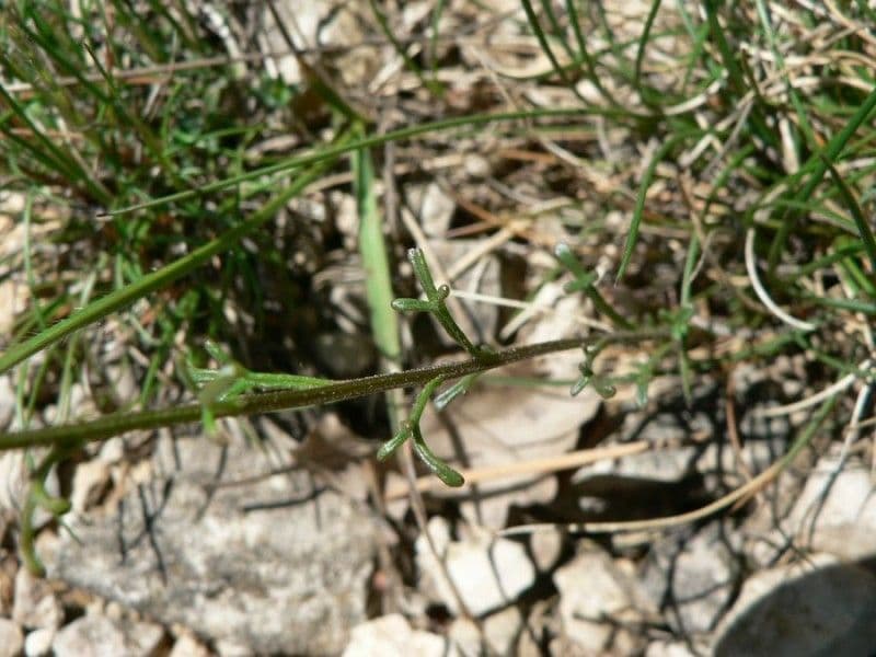 Iberis pinnata 24