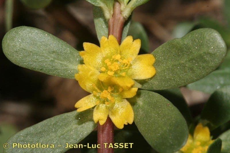 Portulaca 3