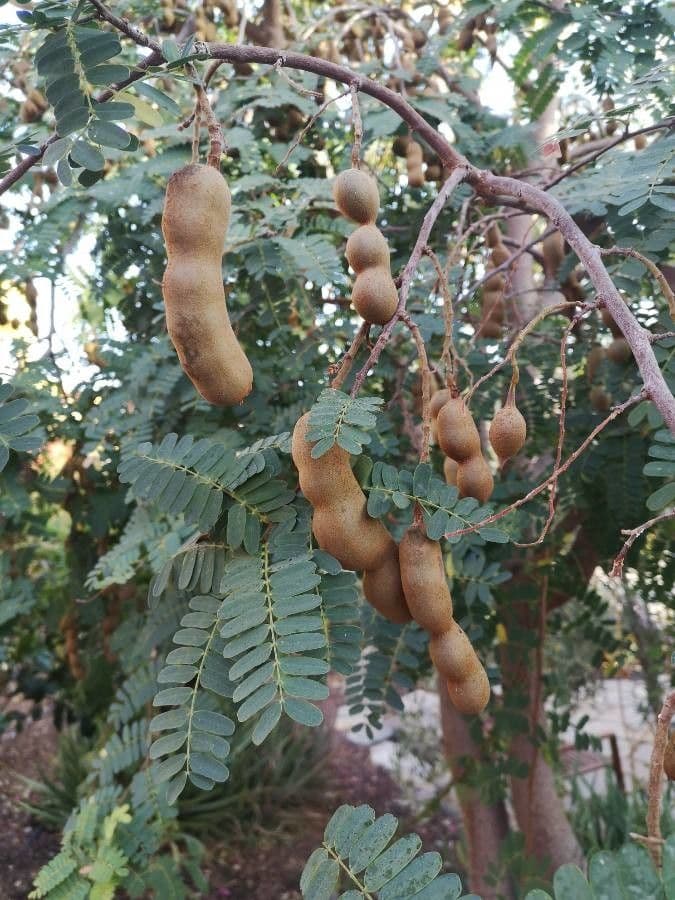 Tamarinde 4