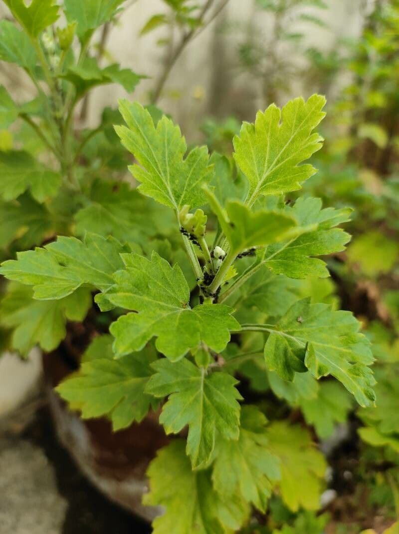 Ribes 4