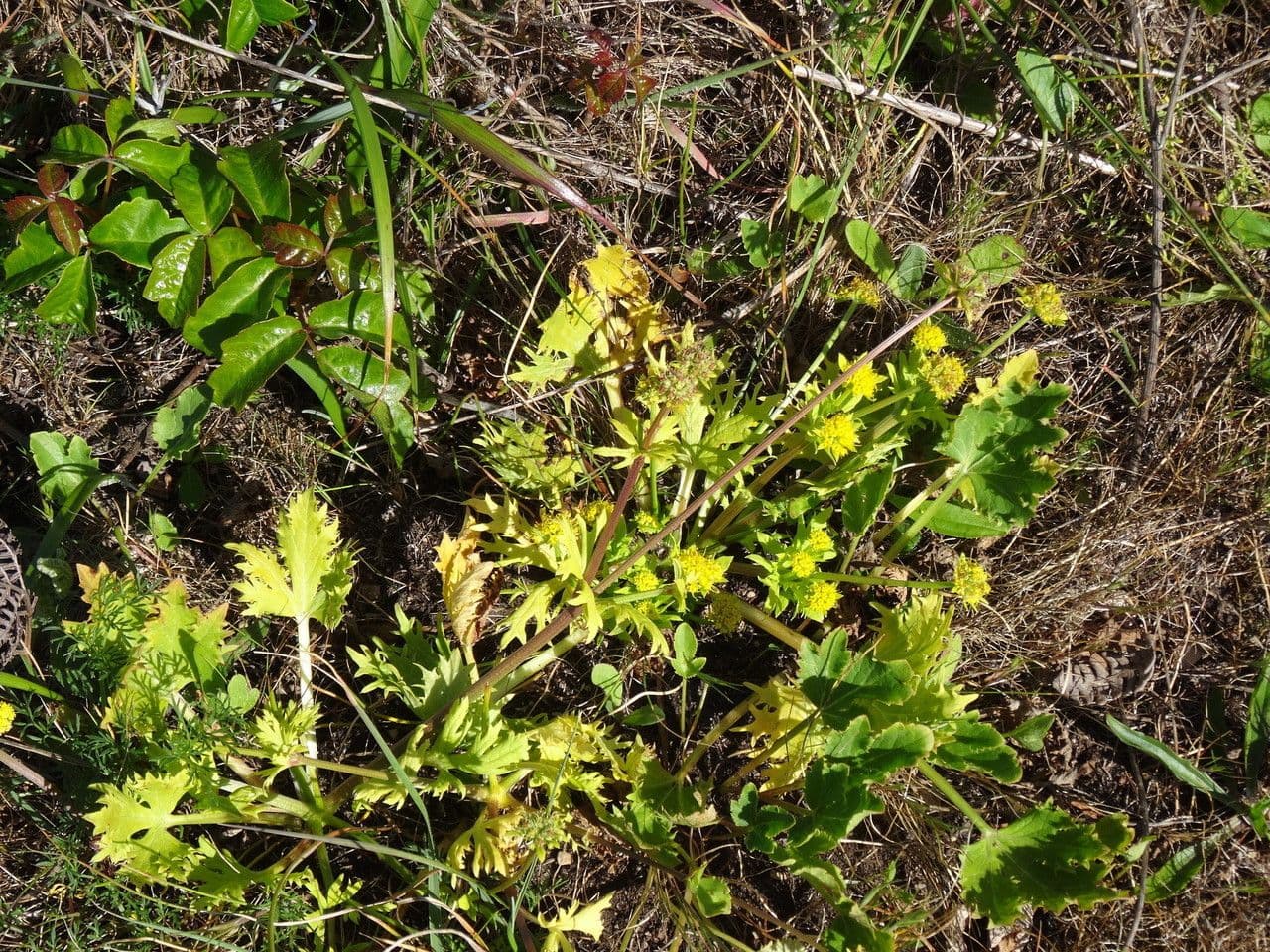 Sanicula arctoide 4