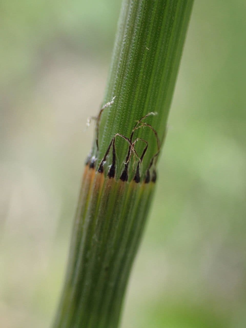 Prêle rameuse 24