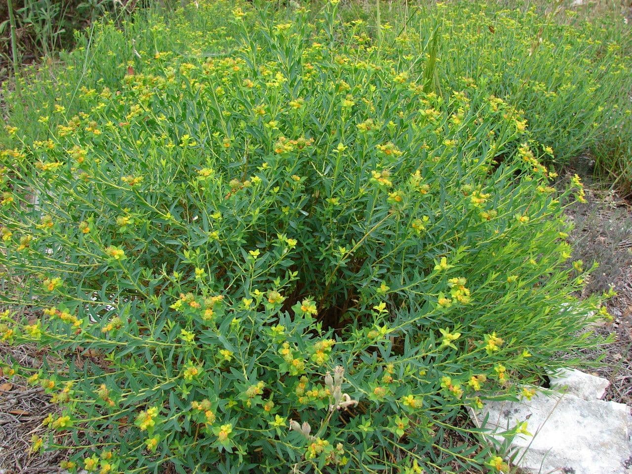 Euphorbia 13