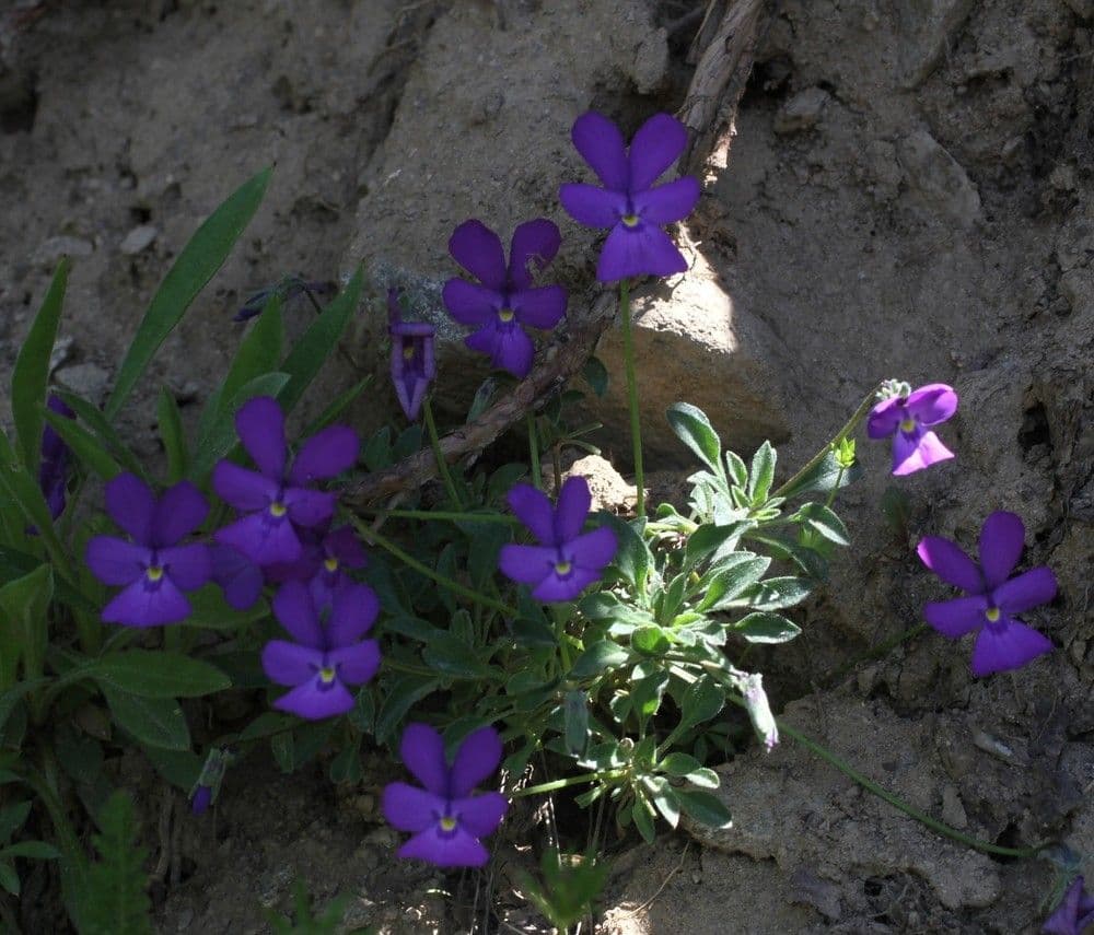Viola 9
