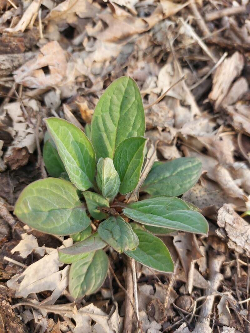 Hackelia virginiana 17