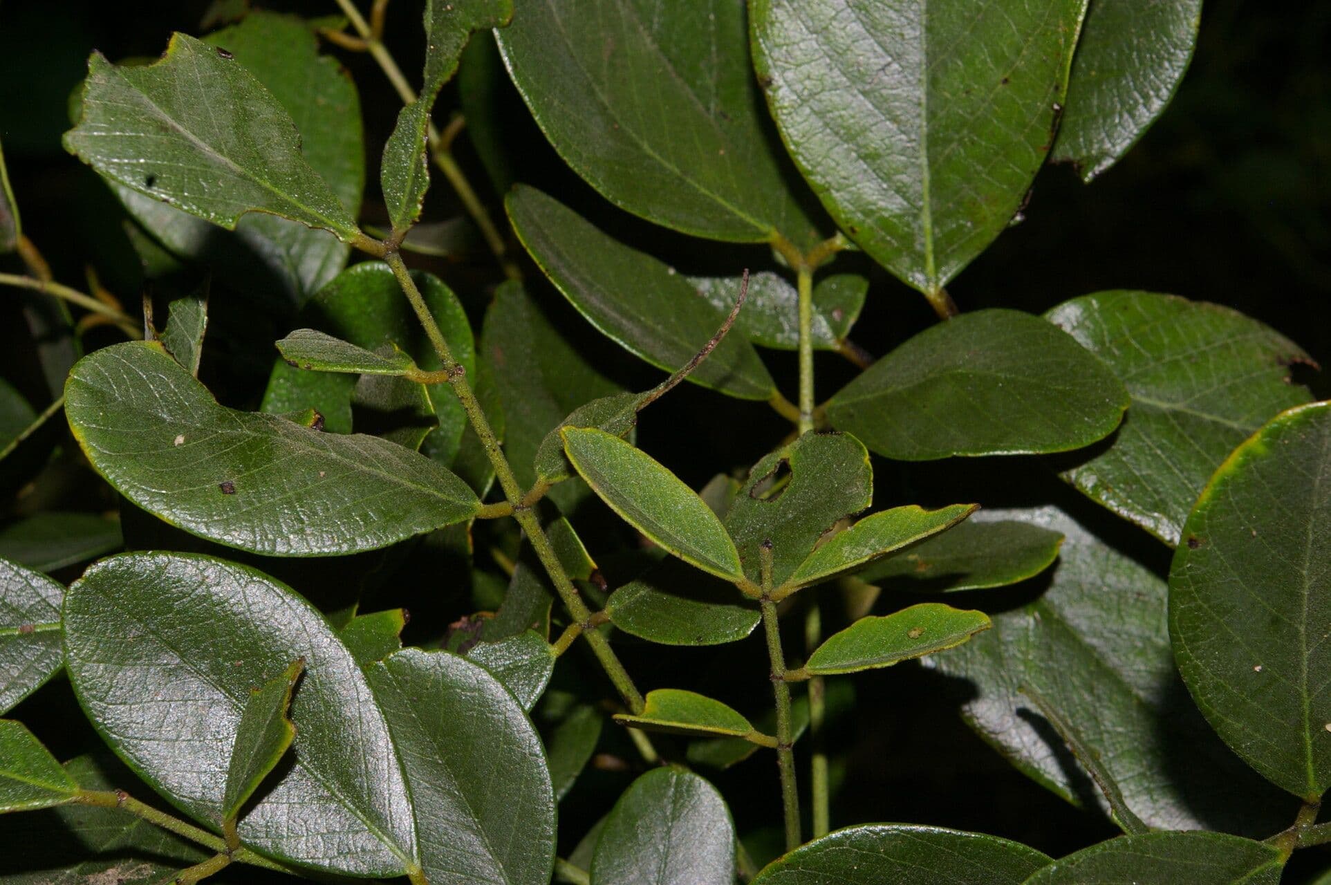 Sena atomaria 9