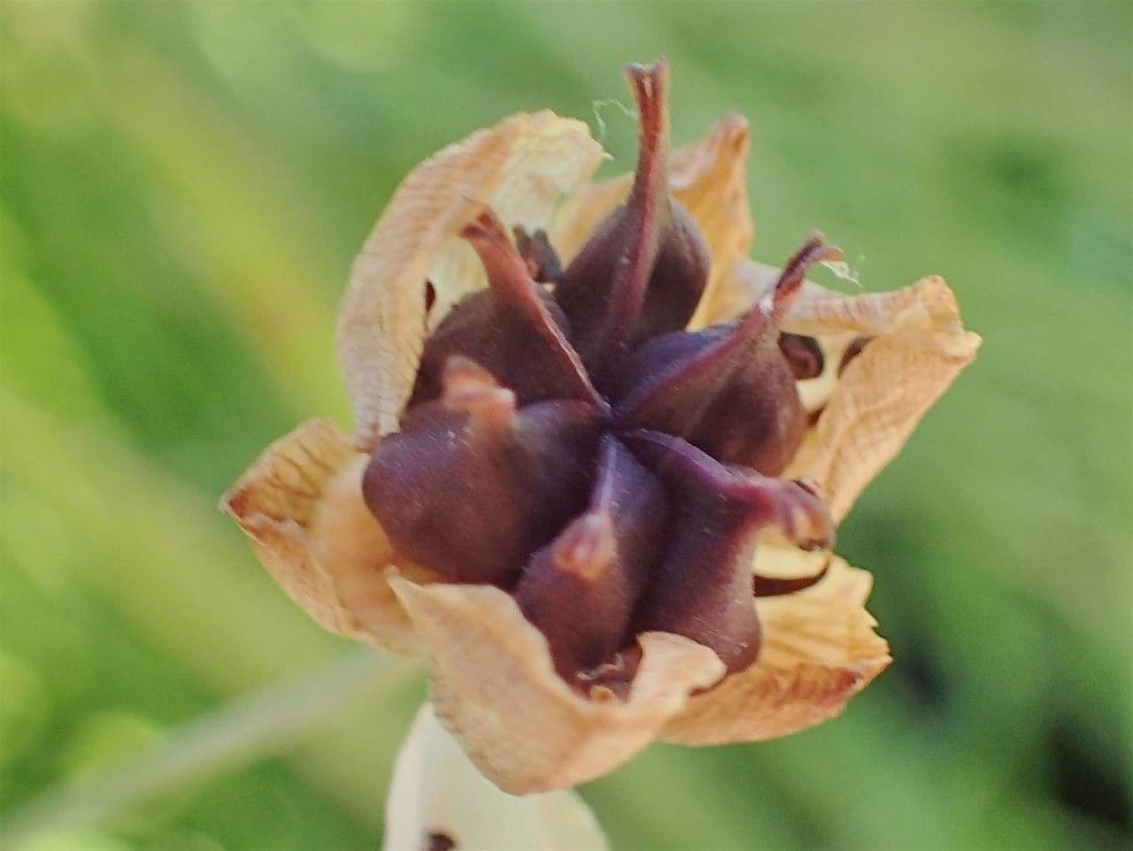Butomo