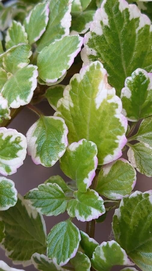 Plectranthus 11