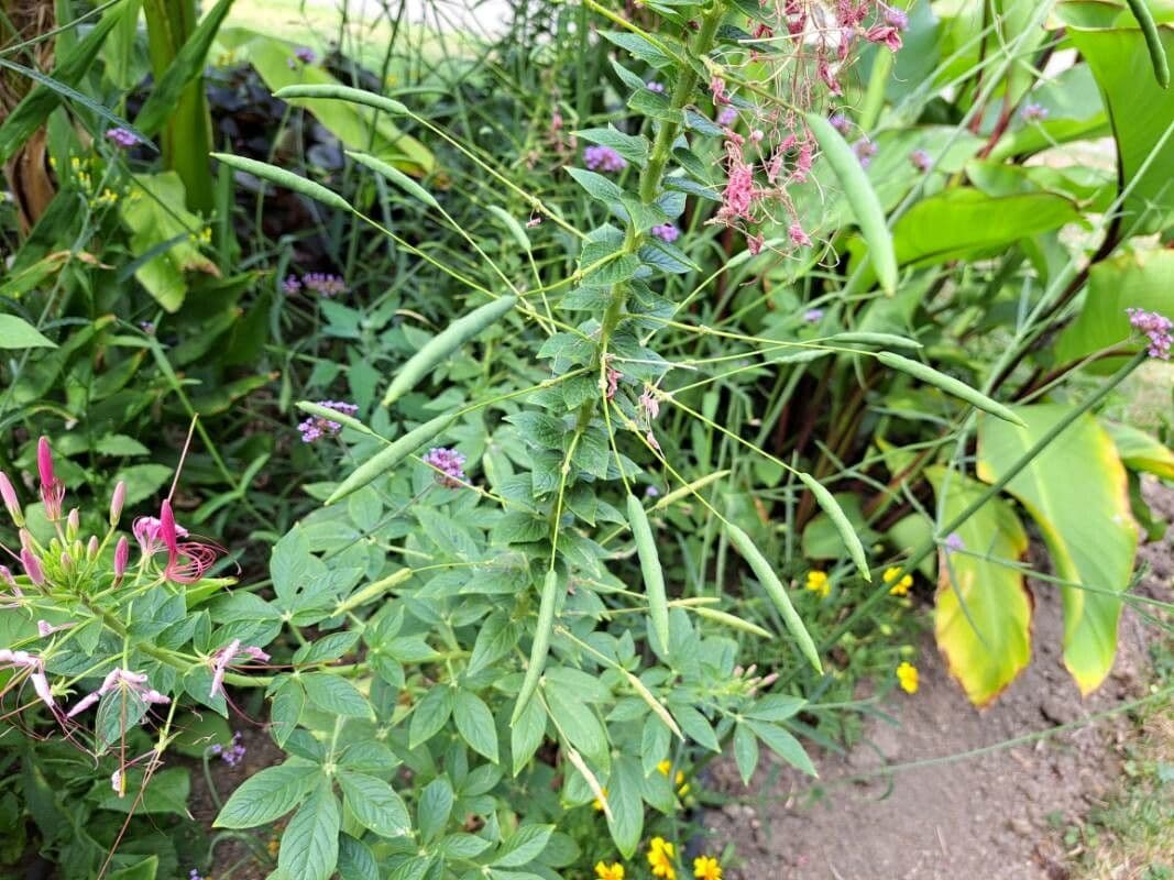 Pavučinkový kvet 3