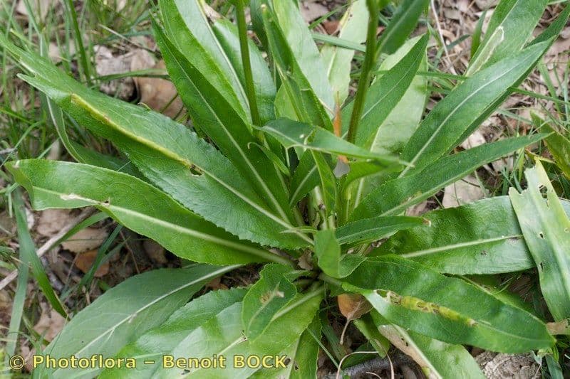 Senecio 7