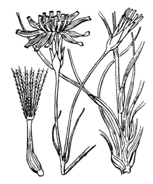 Podospermum 23