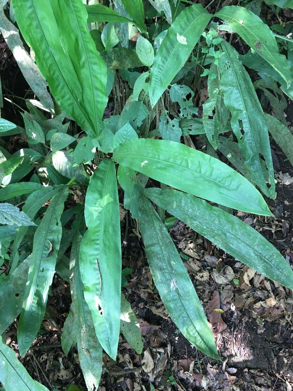 Cyclanthus 21