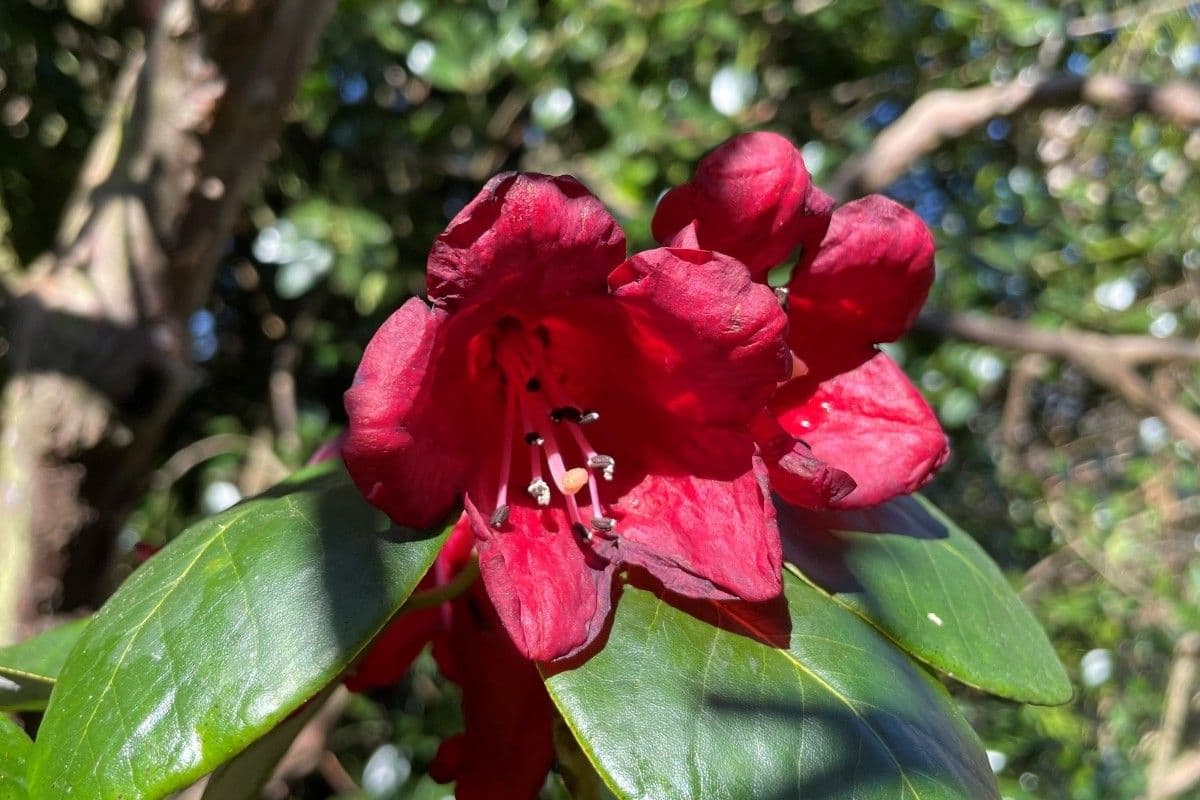 Rododendro 4