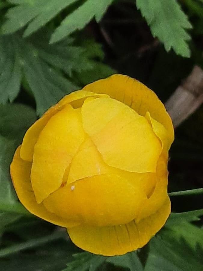 Botton d'oro 7
